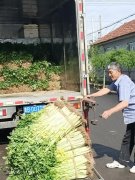 中建三局一公司一項目部採購5000斤滯銷芹菜助農解困