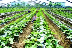 廣安武勝：群眾發展蔬菜產業走產業致富路