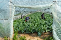 安徽五河县：大棚果蔬保供应促增收
