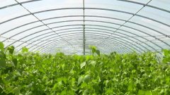 敦化大桥乡得胜村发展绿色有机蔬菜打响得胜品牌