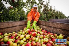 荷兰举行国家水果采摘日 游客可到果园亲自采摘水果