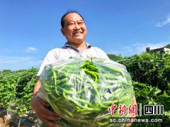 广元旺苍同心村发展壮大蔬菜产业畅销省内外