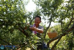 重庆巫山：小水果成增收“致富果”