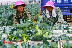 河南光山:蔬菜种植保证市场供应
