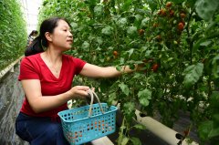江苏省人民政府 图片新闻 镇江：简易无土栽培番茄试验成功