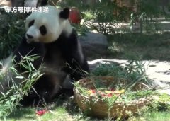 山东大熊猫雅吉6岁生日，获赠水果及面条