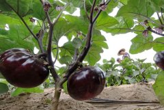 河北滦州:果蔬种植鼓起农民“钱袋子”