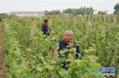 河北昌黎：酿酒葡萄进入关键管理期