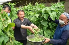 和静县：吃“绿色”蔬菜“享”健康生活 村第一书记为无公害蔬菜代