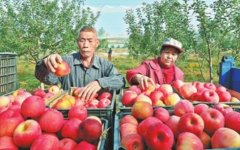 陕西米脂县：山地苹果产业铺就群众致富路
