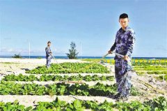 重庆交大在西沙海滩试种蔬菜成功 半亩地上采收7种蔬菜共1500多斤