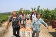 南召县有机农产品享誉全国