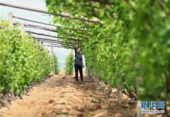 河北唐山：葡萄管護保豐收