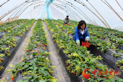 康县：发展蔬菜大棚助农增收致富
