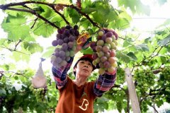 小水果成“致富果” 江津水果产业发展势头强劲