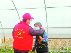 许井社区蔬菜大棚3月“开张” 杭椒苗下地，草莓采收，蔬菜大棚恢复生产