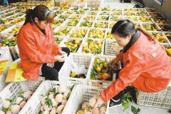 小水果做成大产业 ——巫山水果产业带动1.4万余户贫困户稳定脱贫