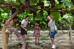 安徽巢湖：游客抢先体验葡萄采摘乐趣