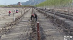 新疆巴州：戈壁滩上10万亩酿酒葡萄助力脱贫攻坚