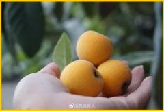 果中南京食中夏！走，跟着诗人的“食谱”摘水果去！