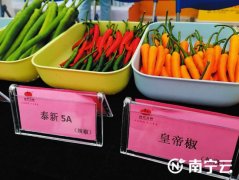中國（廣西）-東盟蔬菜新品種博覽會開幕新品種瓜果蔬菜讓你眼前一亮