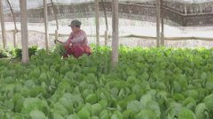 廊坊全力保障北京蔬菜供应 月可供应蔬菜3.66万吨