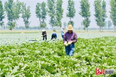 河北宁晋：村集体蔬菜喜获丰收