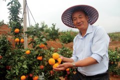 16年扎根基地种果树 “水果大王”朱佑生的生态农业“致富经”