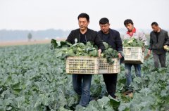 威县：蔬菜“公司+农户”的经营规模化种植助农增收