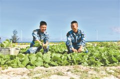 “点沙成土”：西沙海滩种植蔬菜首获成功