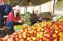 工人在西峰区肖金镇芮岭村永生果蔬苗木种植农民专业合作社包装油桃