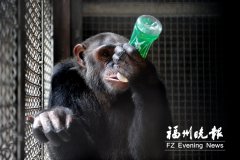 福州动物园里动物们如何避暑？黑猩猩喝凉茶长颈鹿吃西瓜