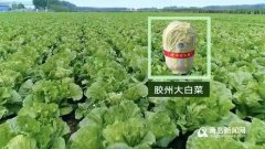 中国特色农产品优势区公示“胶州大白菜”上榜