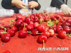 小樱桃有大产业 陕西水果网络特色季樱桃季澄城开幕