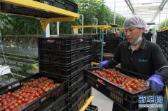 黑龙江林甸：“番茄小镇”助农脱贫增收