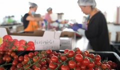 黑龍江林甸：“番茄小鎮”助農脫貧增收
