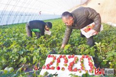 望都县打造设施蔬菜种植特色村