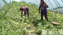 泗阳西瓜大量上市 亩产6000斤“甜”了种植户