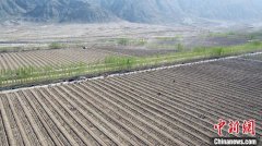 <b>新疆南部戈壁滩上10万亩酿酒葡萄助力脱贫攻坚</b>