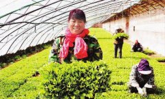赤城县7.4万亩蔬菜通过无公害认证