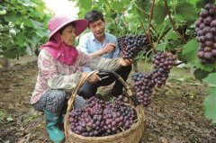 宜兴：地产葡萄开采