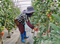 温江番茄正上市 线上线下直供成都万余家庭