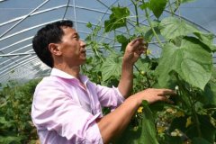 建始县领导“现场办公”助力蔬菜产业发展