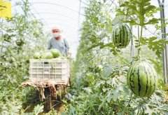 <b>武邑县特色果品种植面积达4.5万余亩</b>