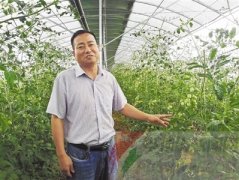 张跃杰：打造高品质蔬菜基地