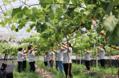 农业产业化 从一粒葡萄看中国农业的高速发展