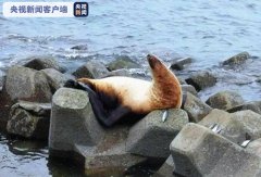 丹东港惊现一体长2米海狮 海事部门提醒：勿伤害海狮