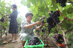 唐山丰润：采摘葡萄 品味生活