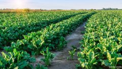 内蒙古《覆膜甜菜高产优质高效栽培技术规程》等7项地方标准（征求意