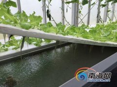 三沙永兴岛开始种菜：四个蔬菜大棚月产万斤(图)